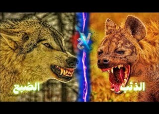 الذئب ضد الضبع من الاقوى