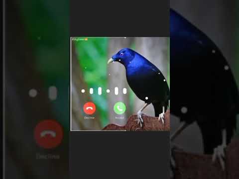 رنين الهاتف الجوال نغمة العصافير رنات الهاتف