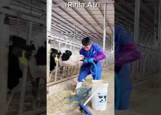  لماذا يضع هؤلاء الرجال الحديد في فم هذه البقرة