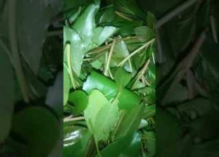 كرونه سيكون سريع النتشر في اليمن بساب القات