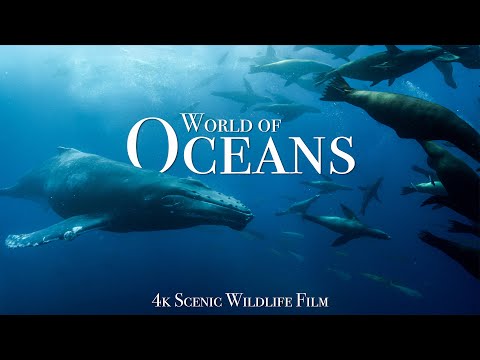 Ocean Animals 4K Scenic Wildlife Film With Calming Music