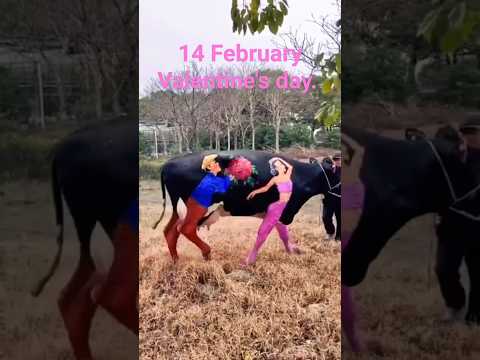 14 February Valentine S Day Shorts Youtubeshorts Valentinesday