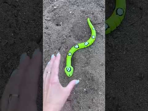 Why Leisi Show By Shortsfeed