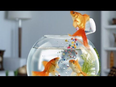 اسماك البحر في خصام معه بعضها بشكل مضحك جداا