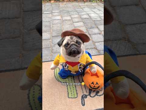 Mosys Erstes Mal Süßes Oder Saures Ist Das Dein Ernst Mops Hund Halloween