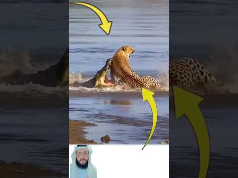 الحكمة هي أن تعرف متى تندفع كالسيل ومتى تصمد كالجبل اكسبلور لايك ترند تحفيز