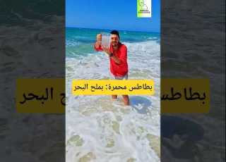 An Experiment To Extract Salt From The Sea Does It Taste Better Than Regular Salt Science Rea