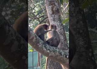 Monkey Love