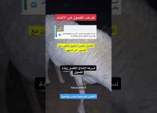 فحل واحد يكفي كم رأس من الغنم لسرعة الانتاج في تربية الأغنام