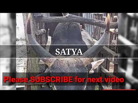 Satya Masi Song Pnar Music Satya Song Meghalaya