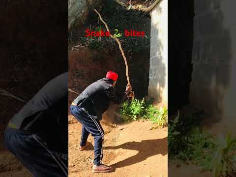 Kicheche Comedy Trending Snake Bites