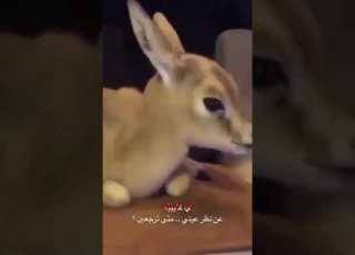ياغايبه عن نظر عيني