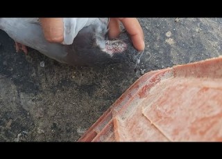 علاج الهزاز او صوله في الطير الحمام