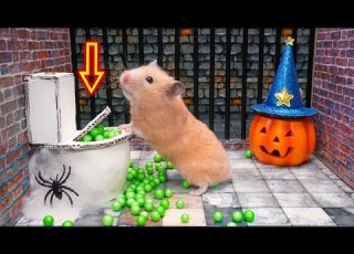  Hamster Escapes Halloween Maze