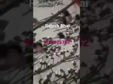 White Bilama Available Sir Call Me9325625762