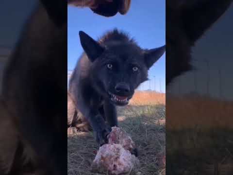 ذئب الشيب ذيب يأكل لحم صوت افتراس