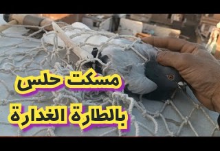 مسكت حلس كدة 21 ضريبة تربووالغيةالمصرية 