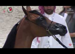 N 50 J EL WARD Emirates AH Breeders Championship 2023 Yearling Fillies Section C Class 1C