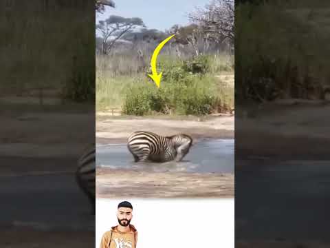 الخطر الحقيقي ليس فيمن يواجهك وجها لوجه بل في ذلك الذي ينتظر غفلتك تح معلومة أسرار يوتيوب اكسبلور