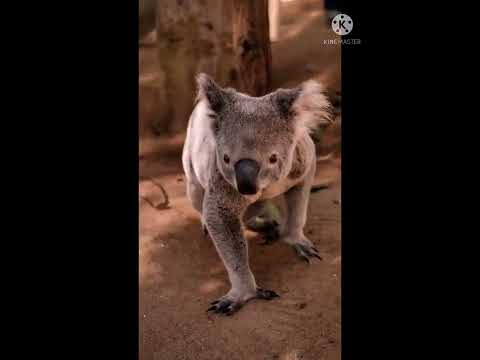 حيوان الكوالا اللطيف جدا في أروع لقطات