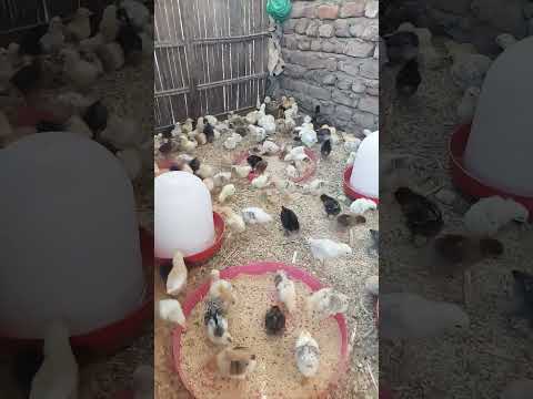 عشر يوم من عمر الكتاكيت البلدي الهجين عشر يوم من عمر الكتاكيت البلدي الهجين