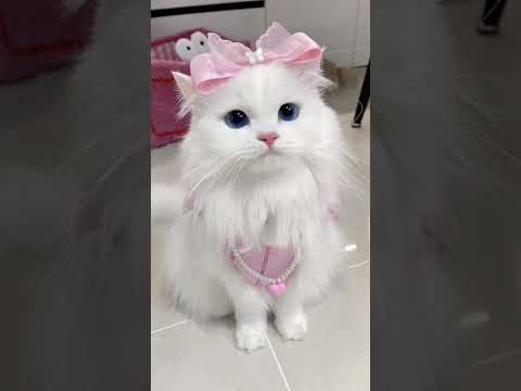 بابا عمرو دياب