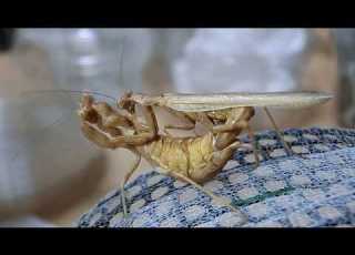 Ameles Spallanzania Mating