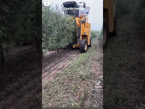 حصاد الزيتون