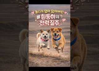 또 엄마 잃어 버릴까 전력으로 달리는 흰둥이