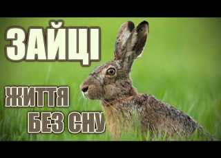  HARE Eared Survivor Interesting Facts About Hares