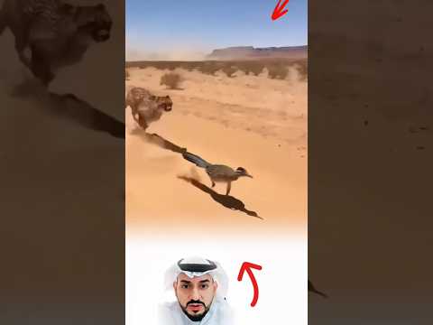 بين الخطر والنجاة خطوة واحدة بسرعة البرق الرود رانر ليك اكسبلور Shorts