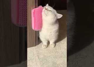  My Cat Actually Loves This Grooming Brush Cat