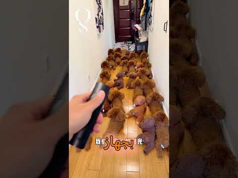 هل تستطيع تمييز الكلب الروبوت بين هذه الكلاب