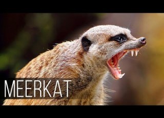 MEERKAT Fearless And Aggressive Relative Of The Mongoose