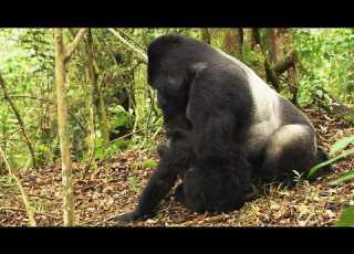 Extreme Mating Rituals In Nature 4K Documentary