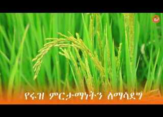  የሩዝ ምርታማነትን ለማሳደግ የኢትዮጵያ ግብርና ትራንስፎርሜሽን ኢንስቲትዩት ደቡብ ማዕከል ባደረገላቸዉ ድጋፍ ዉጤታማ መሆናቸዉን
