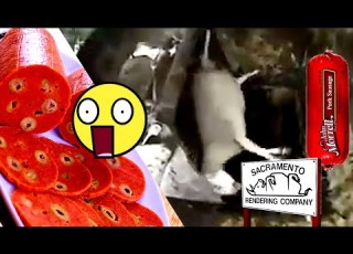 الكاشير يصنع من لحوم حيوانات ميتة حقيقة أم زيف
