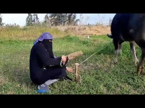 انظر ماذا فعل الحاج مسعود فى اخته تفاحه لن تصدق السبب كوميديا طحن