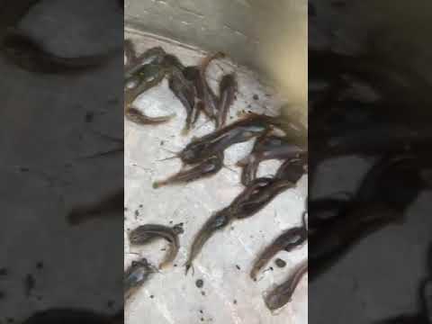 التعرف على الزكاه القراميط الفراى