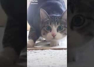 Sjovt Katte Klip
