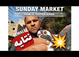  Sunday Market Adventures Inside Cairo S Famous Pigeon Market