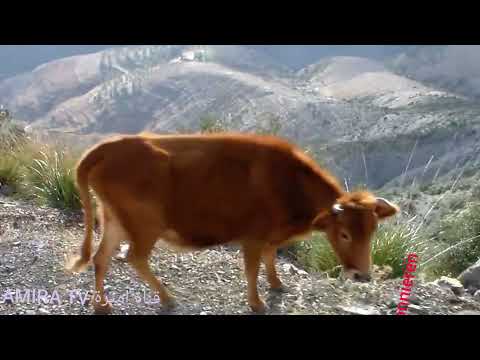 رشيد برياح Rachid Berriah الغنية رأي المغرب اغاني مغربية راي قديمة الفنان رشيد بلريح