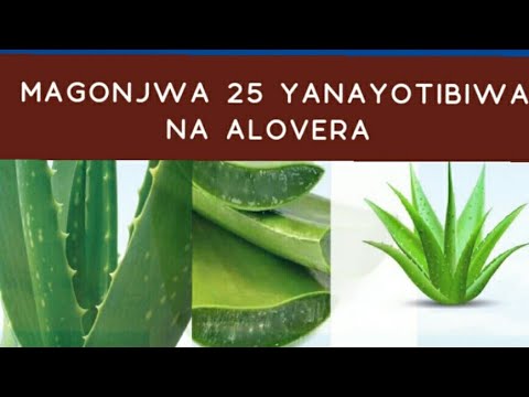 MAGONJWA MAKUBWA 25 YANAYOTIBIWA NA ALOVERA HAYA APA ALOVERA NI DAWA YA HOMA TUMBO NA MAGONJWA 25