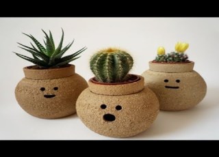  7 Eye Catching Succulent That Will Lighten Up Your Indoors