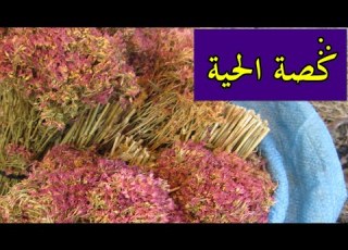 فيديو كصة حية