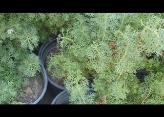 نبات عطرة الببسي من أكثر النباتات فائدة لصحة الإنسان