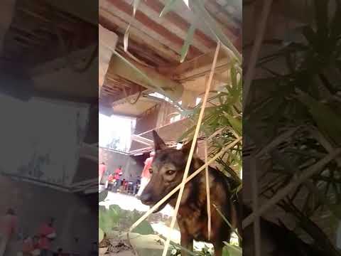 2026 Umwami Wi Shyamba