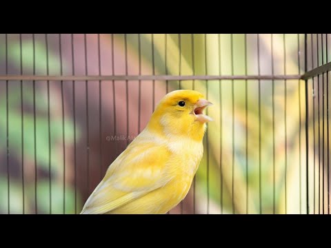 صوت كناري سيجبر طائرك على الرد فورا تحدي الأبطال