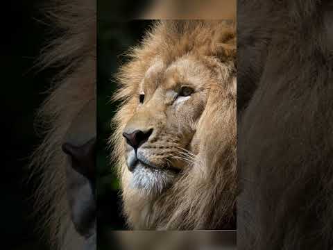 JOEL KABWE TUKIJA NTUMBO INSTRUMENTAL DE PRIÈRES PRAY ATMOSPHERE