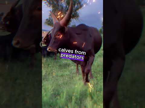 Ankole Watusi Cattle Beyond The Impressive Horns